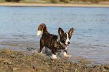 CORGI CARDIGAN 214